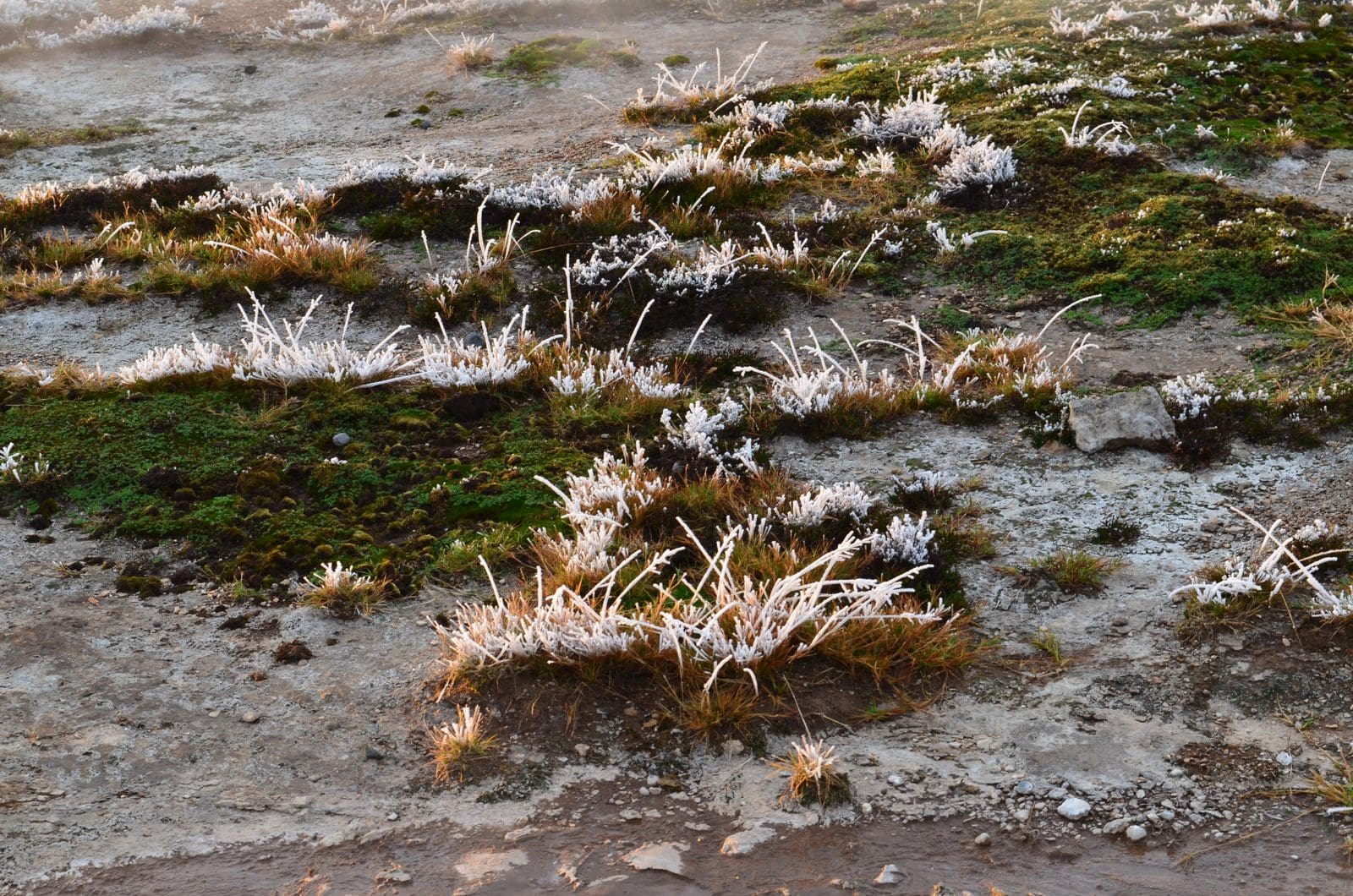 Frost-covered grass showing freezing temperatures that can damage an irrigation system